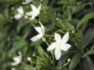 Tay beyaz çiçekler yakın çekim