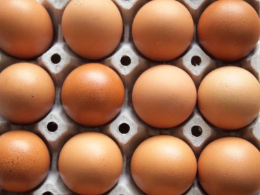 tavuk yumurta yakın çekim