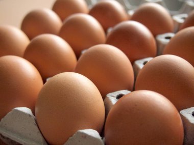 tavuk yumurta yakın çekim