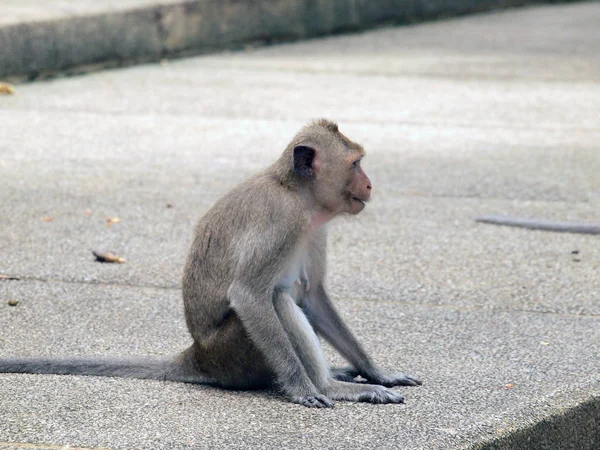 Thinking monkey close up