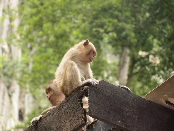 Düşünme Maymun Yakın Çekim — Stok fotoğraf