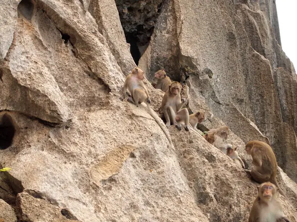 Família Macacos Está Sentada Montanha — Fotografia de Stock