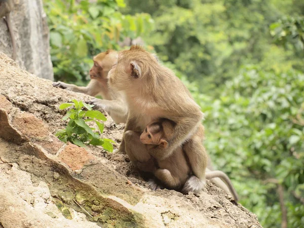 Família Macacos Está Sentada Montanha — Fotografia de Stock
