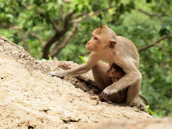 Maymun Aile Dağda Oturuyor — Stok fotoğraf