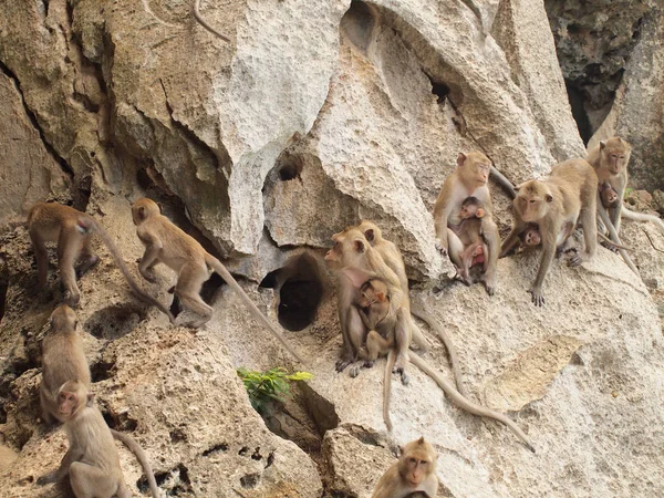 Familia Monos Está Sentado Montaña —  Fotos de Stock