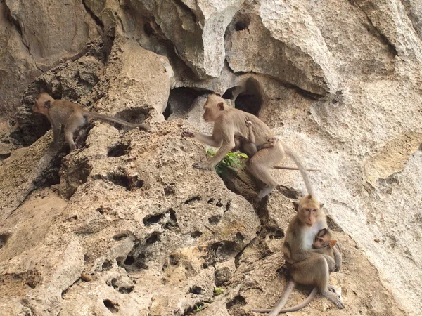 Familia Monos Está Sentado Montaña —  Fotos de Stock