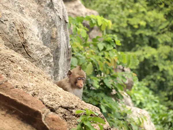 Macaco Está Sentado Pedra — Fotografia de Stock
