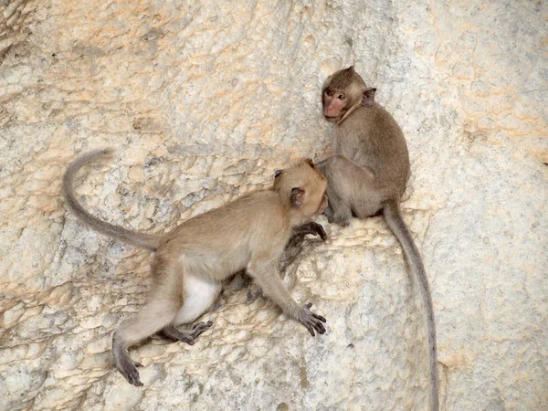 Macaco Está Sentado Pedra — Fotografia de Stock