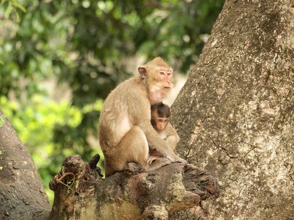 Affe Sitzt Auf Dem Baum — Stockfoto