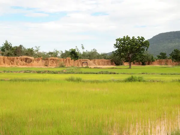 Risaie Fondo Natura — Foto Stock