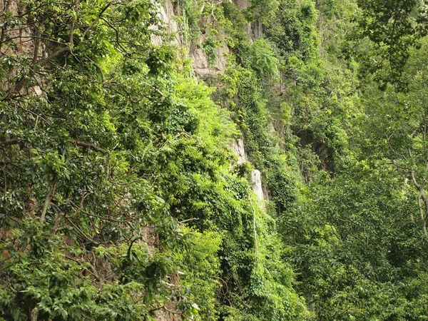 Rock Yamacın Ağaçlar Yeşil Bitki Örtüsü Ile Yakın Çekim — Stok fotoğraf