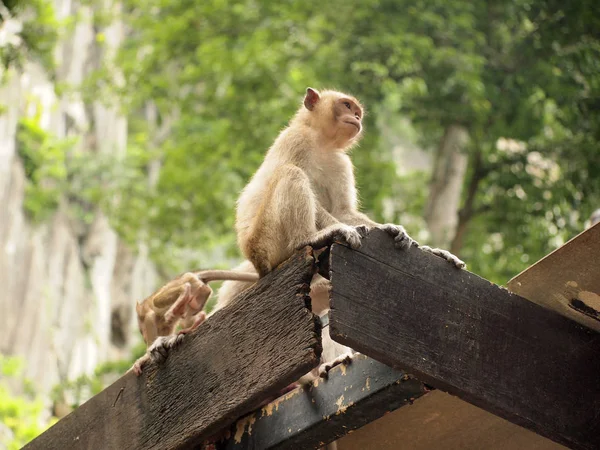 Düşünme Maymun Yakın Çekim — Stok fotoğraf
