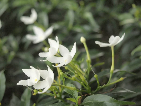 Thailändska Vita Blommor Närbild — Stockfoto