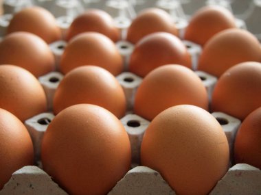 tavuk yumurta yakın çekim