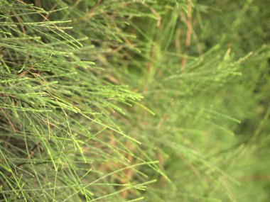 çam ağacı yakın çekim