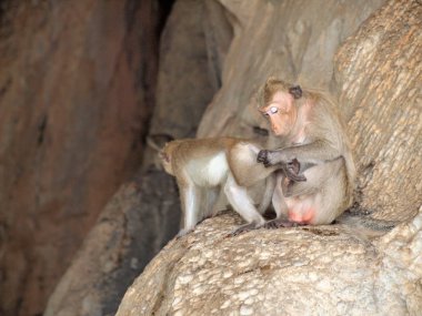 maymun taş üzerine oturuyor