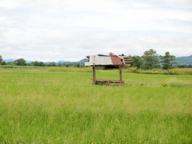 Tayland 'daki güzel pirinç tarlaları.