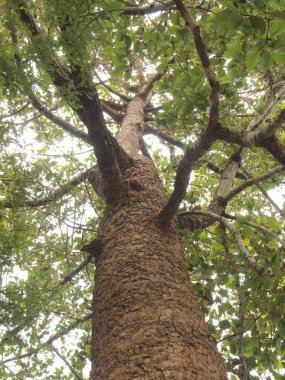 yeşil ağaç güneş ışığı arka planlar