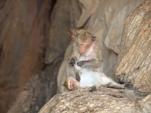 Monkey Sitting Stone — Stock Photo, Image