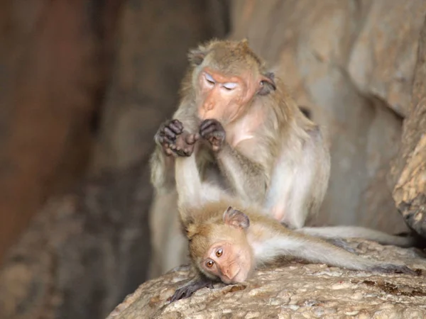 Mono Está Sentado Piedra — Foto de Stock