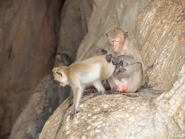 Mono Está Sentado Piedra — Foto de Stock
