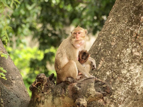 Affe Sitzt Auf Dem Baum — Stockfoto