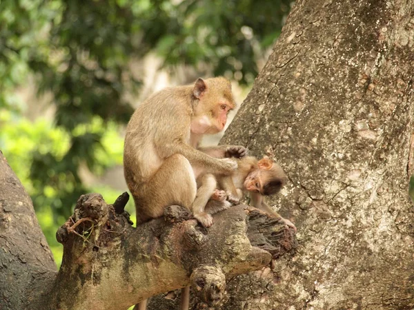 Macaco Está Sentado Árvore — Fotografia de Stock