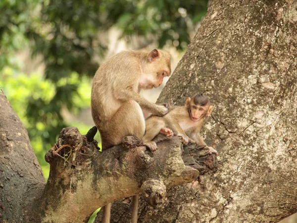 Affe Sitzt Auf Dem Baum — Stockfoto