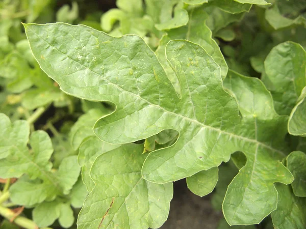 Green Leaves Close — Stock Photo, Image