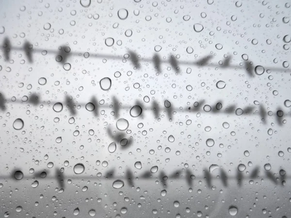 Close Drops Rain Glass Background Birds Power Lines Out Focus — Stock Photo, Image