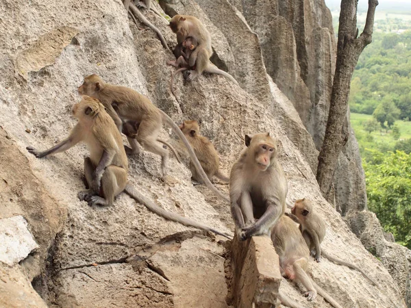 Família Macacos Está Sentada Montanha — Fotografia de Stock