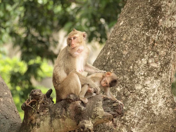 Maymun Ağaçta Oturuyor — Stok fotoğraf