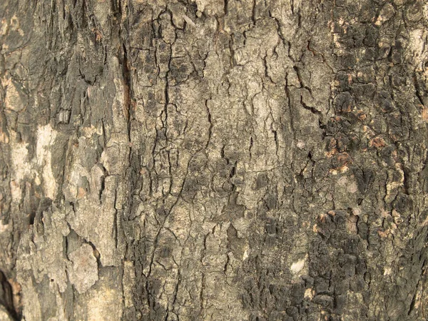 Tekstur Kulit Pohon Menutup — Stok Foto