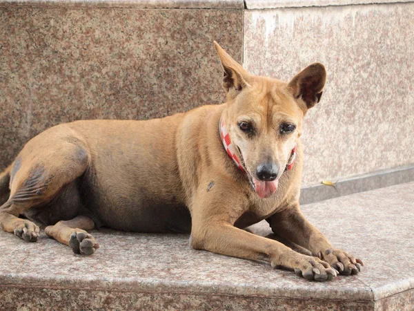 Street Dog Close — Stock Photo, Image