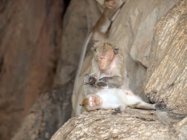 猴子坐在石头上 — 图库照片