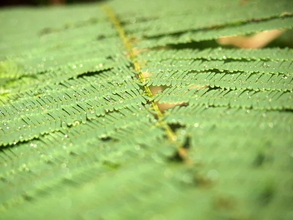 Εσωτερικη Λεπτομερή Προβολή Των Πράσινα Μικρά Φύλλα — Φωτογραφία Αρχείου