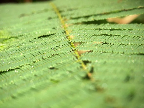 Close Detailed View Green Small Leaves — Stock Photo, Image