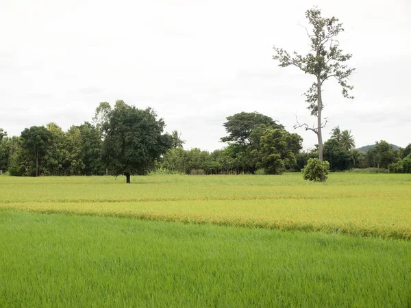 Campo Arroz Cerca —  Fotos de Stock