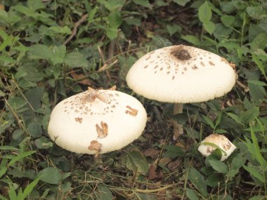 görüntü arka plan ile mantar