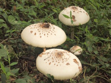 görüntü arka plan ile mantar