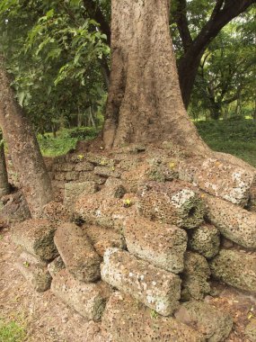 Orman Ağaç kökleri ile