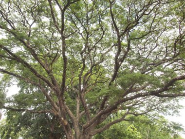 yeşil ağaç güneş ışığı arka planlar