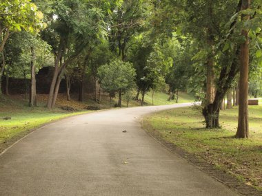 yol ve ağaçların çevresinde