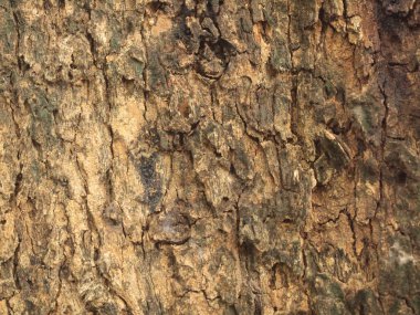 Ağaç kabuğu dokusu kapat