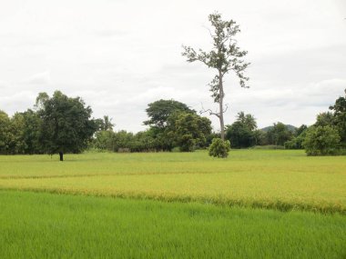 pirinç alan yakın çekim