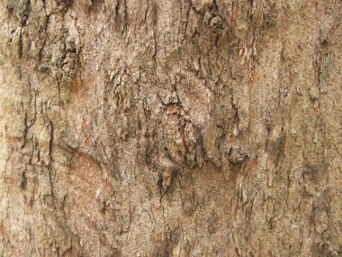 Ağaç kabuğu dokusu kapat