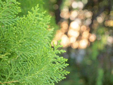 Çam ağacının yaprak yeşil