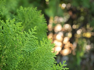 Çam ağacının yaprak yeşil