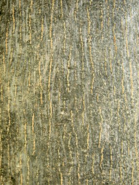 Ağaç kabuğu dokusu kapat