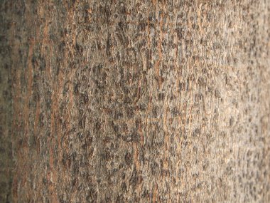 Ağaç kabuğu dokusu kapat